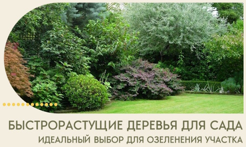 Быстрорастущие деревья для сада идеальный выбор в Подольске
