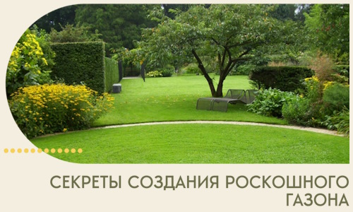 Секреты создания роскошного газона в Подольске
